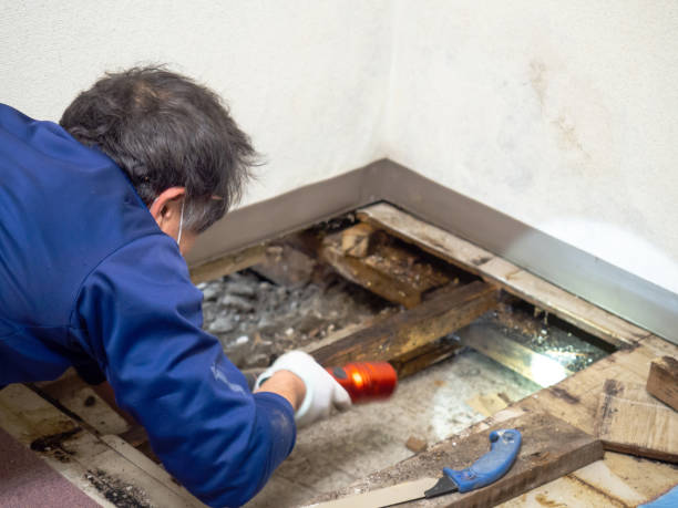 Best Office Mold Removal Services  in Troy, IL