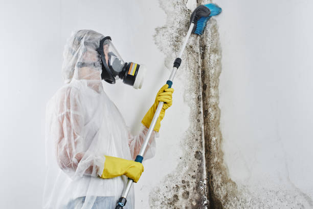 Best Residential Mold Removal  in Troy, IL