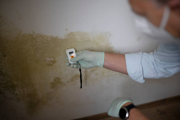 Best Fast Mold Removal  in Troy, IL