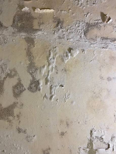 Best Crawl Space Mold Removal  in Troy, IL