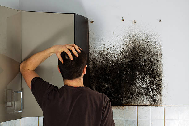 Best Local Mold Removal Service  in Troy, IL