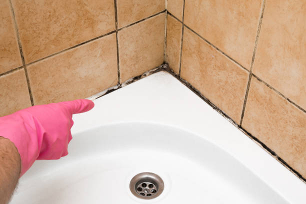 Best Home Mold Removal  in Troy, IL